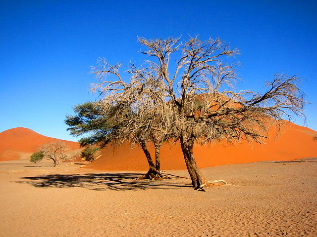 Tree desert sand dunes blue free wallpaper - medium preview image