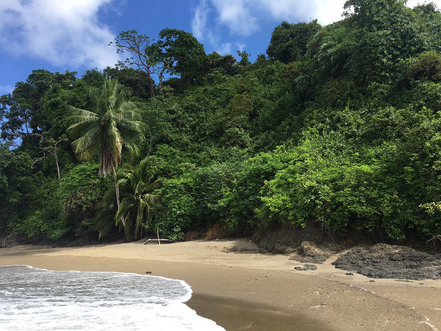 Sandy beach trees blue sky free wallpaper - medium preview image