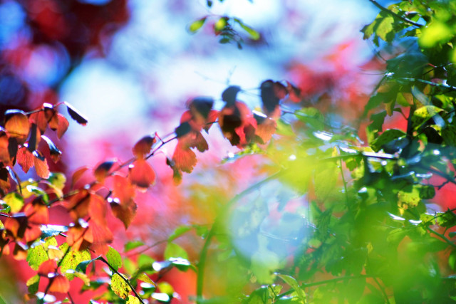 Red leaves green leaves blue free wallpaper - medium preview image