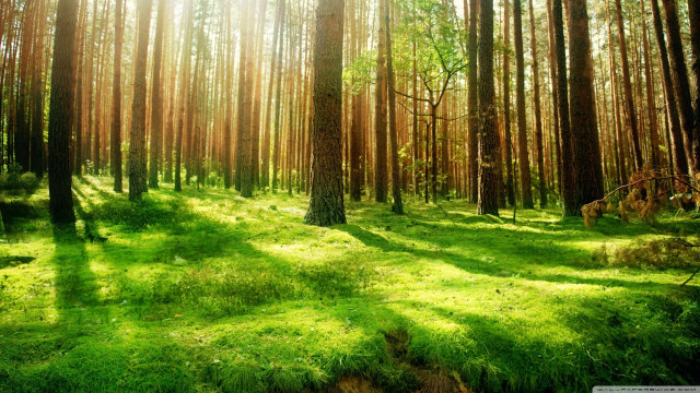 Forest sunlight grass trees nature #2 free wallpaper - medium preview image