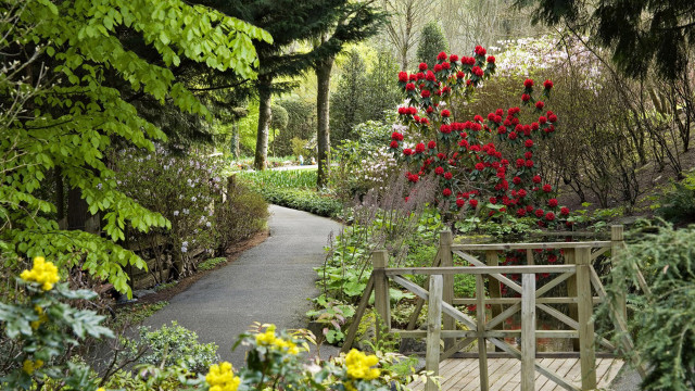Garden path red flowers trees free wallpaper - medium preview image