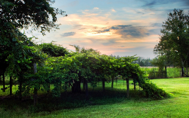 Field trees grass sky clouds free wallpaper - medium preview image