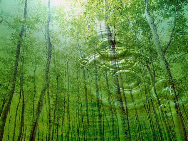 Forest tree circular object painting free wallpaper - medium preview image