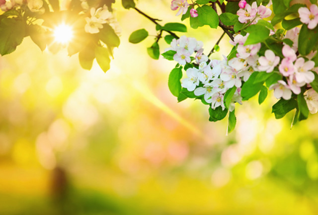 White flower tree sunlight bokeh free wallpaper - medium preview image