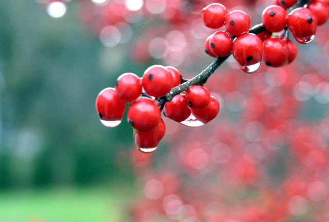 Branch red berries leaves water #2 free wallpaper - medium preview image