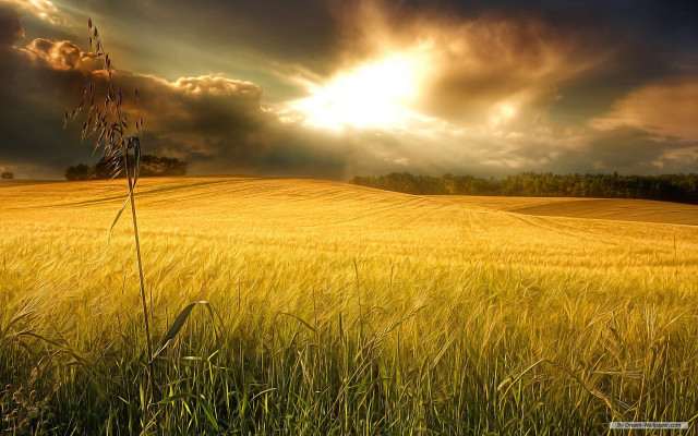 Sunset field tree clouds grass free wallpaper - medium preview image