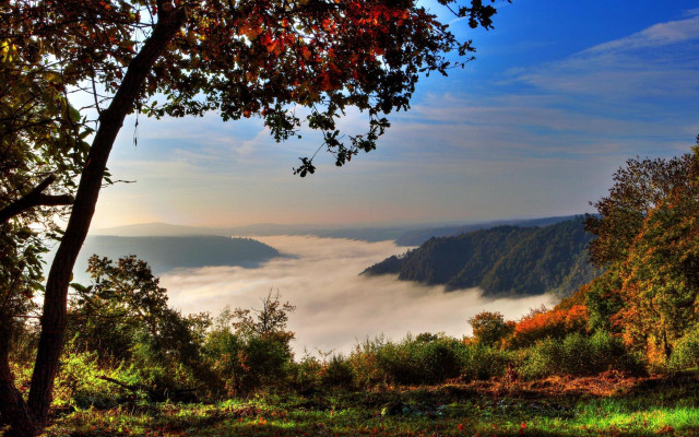 Valley fog trees autumn matte free wallpaper - medium preview image