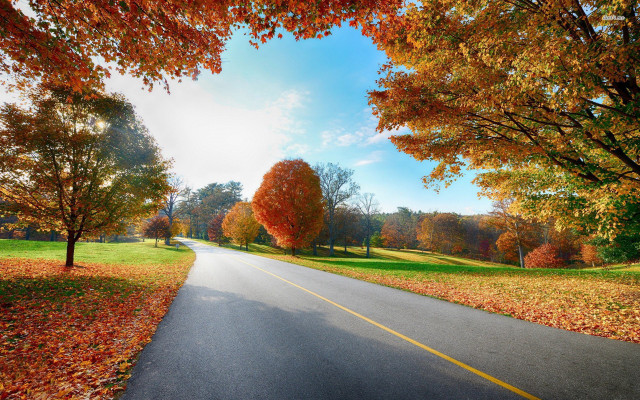 Autumn road yellow line orange free wallpaper - medium preview image
