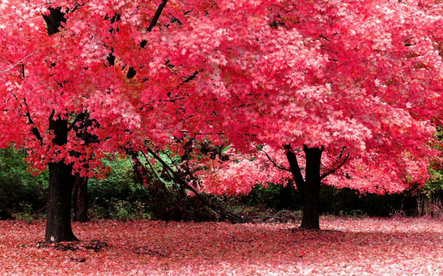 Red tree autumn leaves bench free wallpaper - medium preview image