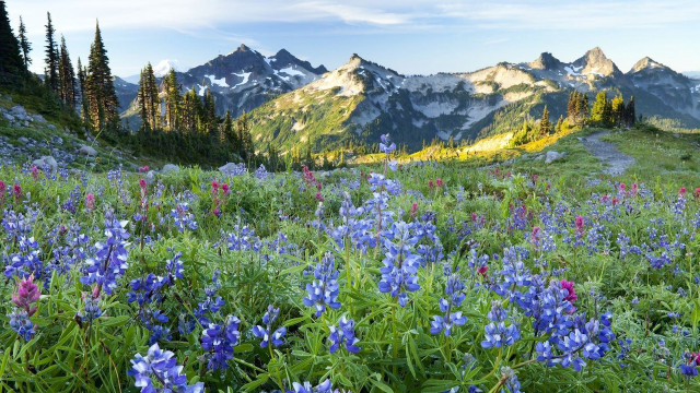 Wildflowers mountains snow field colorful free wallpaper - medium preview image