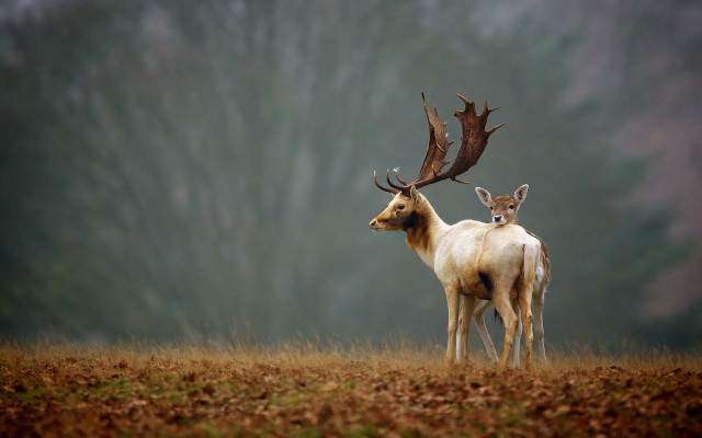 Deer field trees fog nature #2 free wallpaper - medium preview image