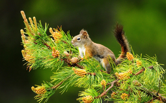 Squirrel pine tree branch cones free wallpaper - medium preview image