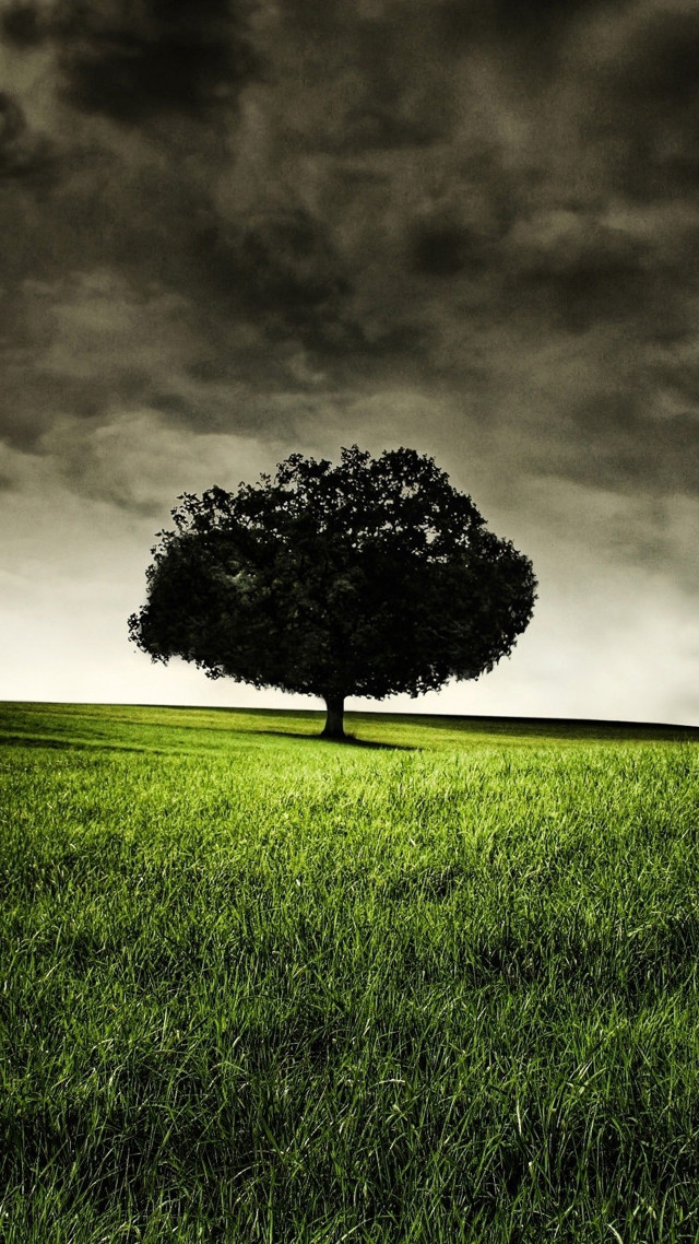 Lone tree field cloudy sky #18 free wallpaper - medium preview image