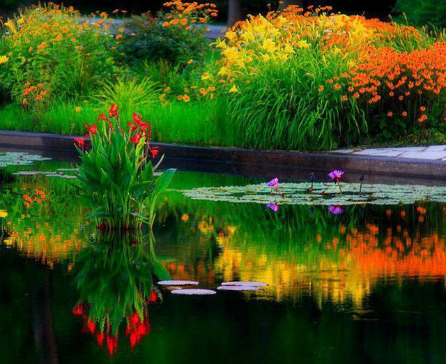 Pond lily pads autumn flowers free wallpaper - medium preview image