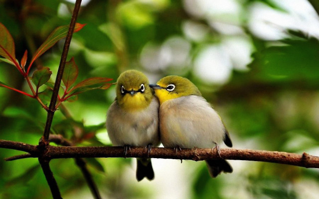 Two small birds branch leaves #2 free wallpaper - medium preview image