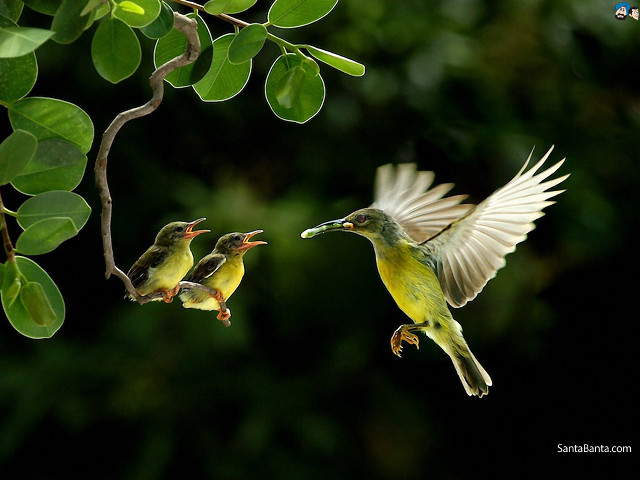 Birds branch leaves illustration photograph free wallpaper - medium preview image