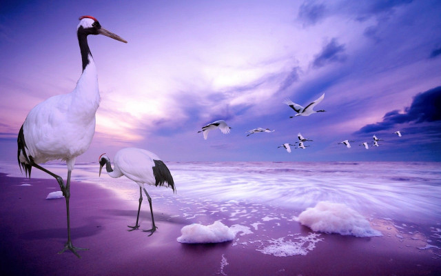 Birds beach ocean sunset flying free wallpaper - medium preview image