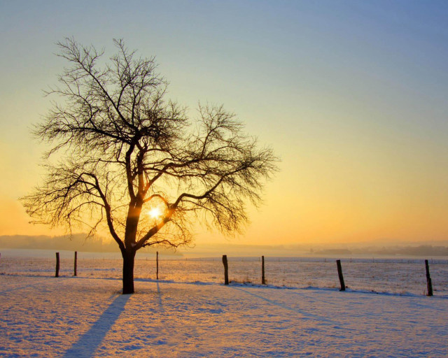 Tree snow sunset fence background free wallpaper - medium preview image