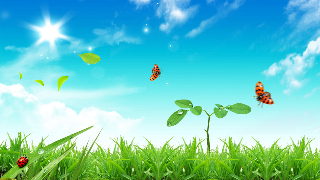 Field grass bugs blue sky free wallpaper - medium preview image