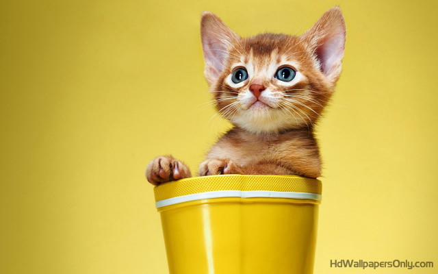 Kitten yellow cup background sitting free wallpaper - medium preview image