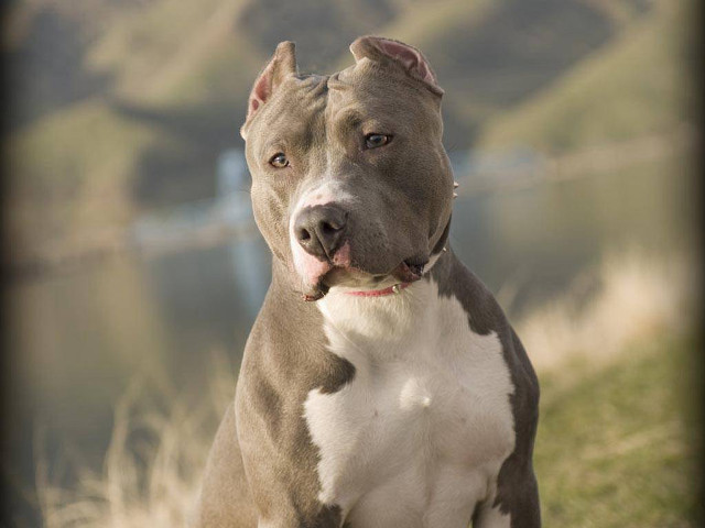 Dog hill lake background distant free wallpaper - medium preview image