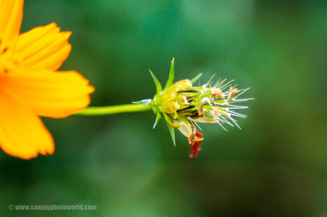 Yellow flower green background blurry #3 free wallpaper - medium preview image