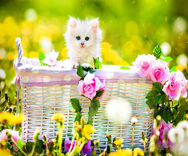 Kitten basket flowers garden blurry free wallpaper - medium preview image
