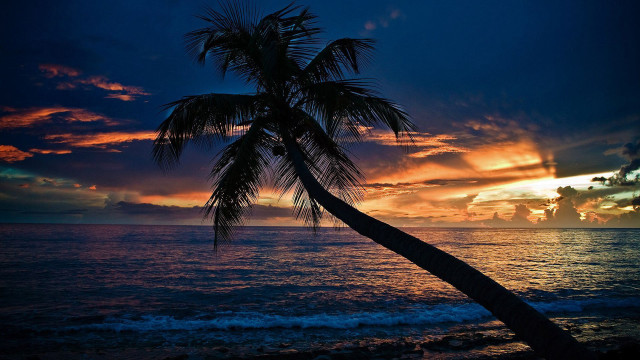 Palm tree silhouette sunset ocean free wallpaper - medium preview image