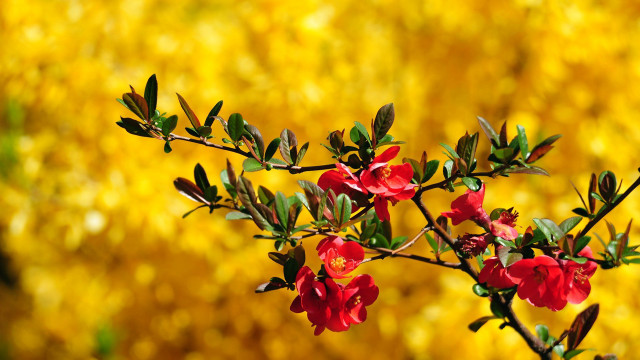 Branch red flowers yellow background free wallpaper - medium preview image