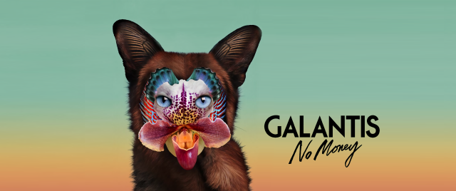 Dog flower nose galantis no free wallpaper - medium preview image