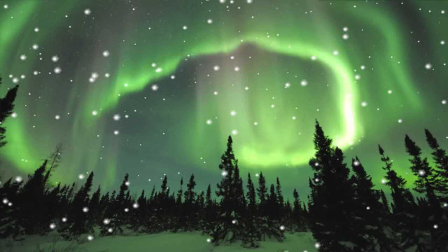 Green purple aurora borealis trees free wallpaper - medium preview image
