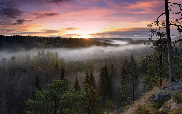 Forest trees cloudy sky sunset free wallpaper - medium preview image