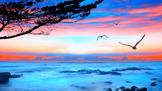 Bird flying water sunset tree free wallpaper - medium preview image