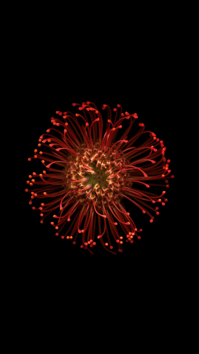 Red flower dark background red free wallpaper - medium preview image