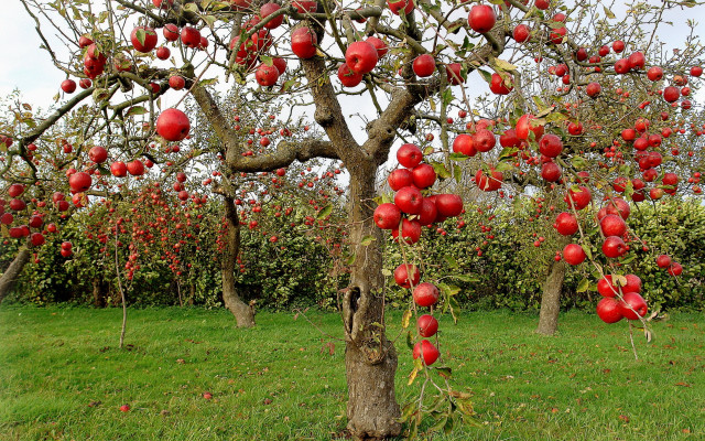 Apple tree red fruit grass free wallpaper - medium preview image