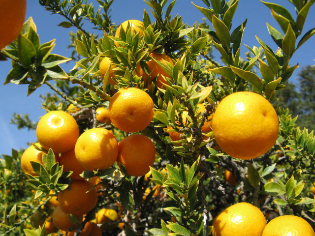 Ripe oranges tree branches leaves free wallpaper - medium preview image