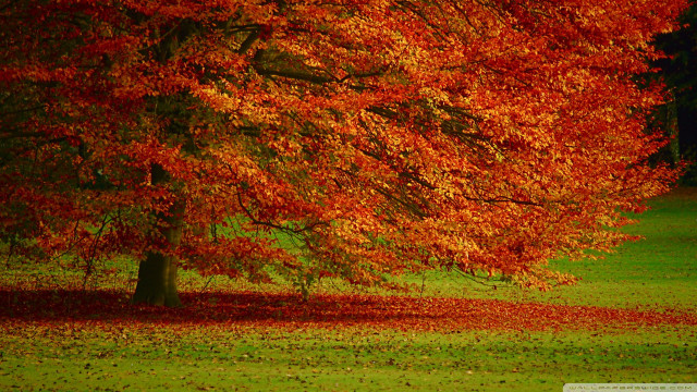 Tree red leaves park night free wallpaper - medium preview image