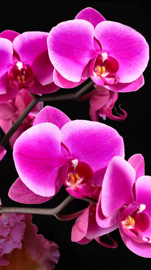 Pink flowers black background bunch #2 free wallpaper - medium preview image
