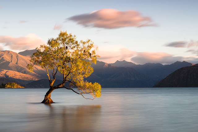 Lone tree lake mountains sunset #2 free wallpaper - medium preview image