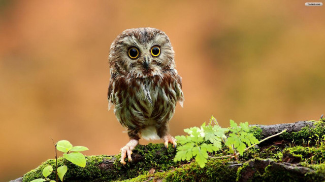 Small owl mossy branch blurry #2 free wallpaper - medium preview image
