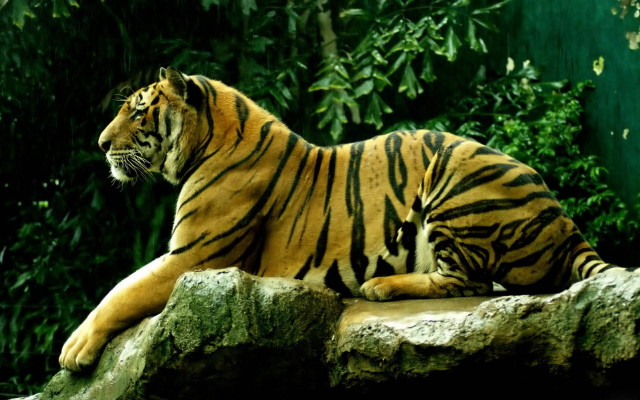 Tiger laying rock zoo trees free wallpaper - medium preview image