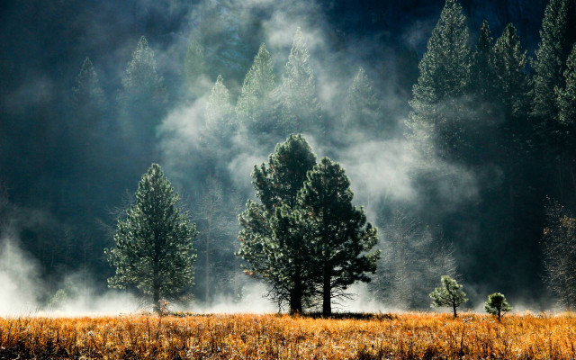 Field trees fog grass background free wallpaper - medium preview image