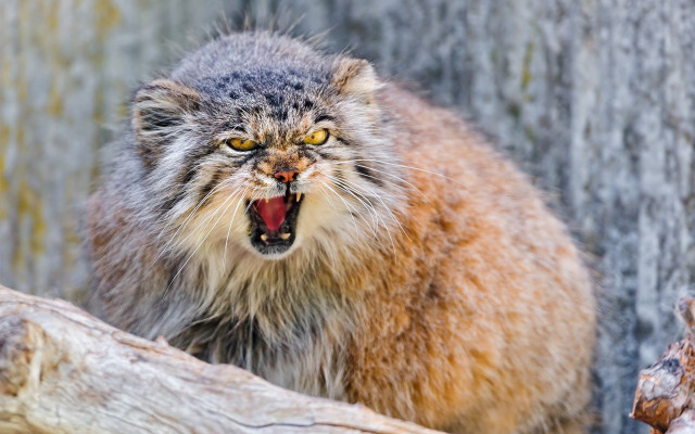 Angry cat open mouth tree free wallpaper - medium preview image
