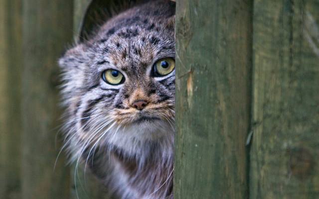 Cat fence green eyes furry free wallpaper - medium preview image