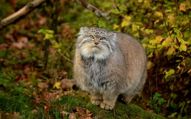 Cat mossy rock woods leaves free wallpaper - medium preview image