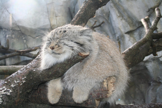 Cat sitting tree branch eyes free wallpaper - medium preview image