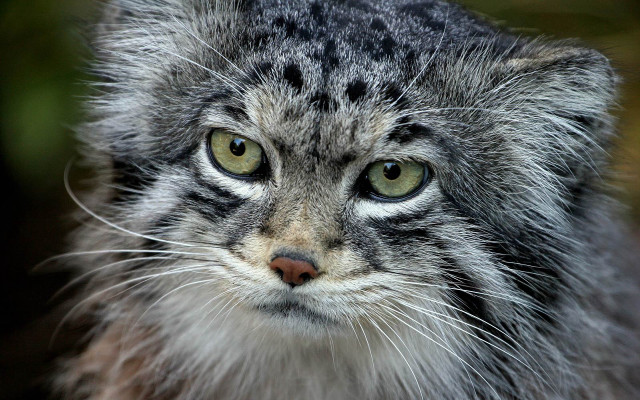 Angry cat portrait realistic eye free wallpaper - medium preview image