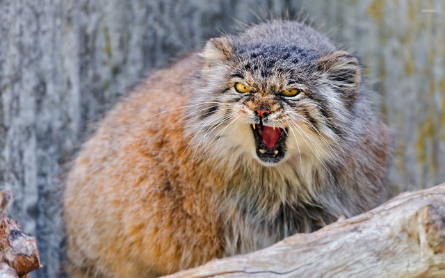 Angry cat open mouth yellow free wallpaper - medium preview image