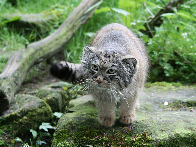 Cat walking rock forest mossy free wallpaper - medium preview image