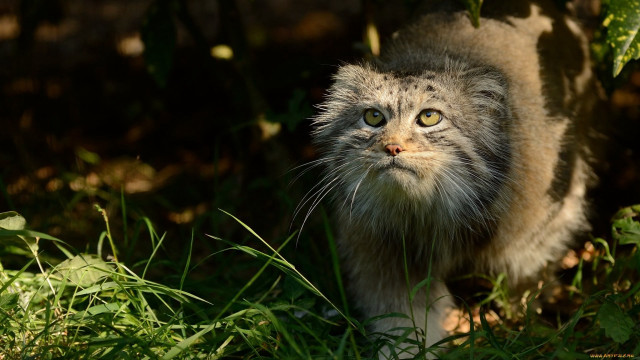 Cat walking grass blurry background free wallpaper - medium preview image